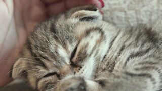 Funnyfuzzy - id | Trending HD Video