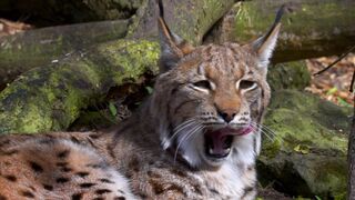 Animale - id | Trending HD Video