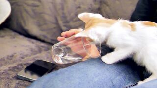 Funnyfuzzy - id | Trending HD Video