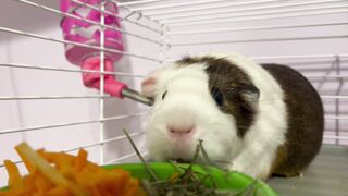 Stuffed Animal - hamster in cage eating | Trending HD Video
