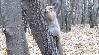 BaByliss - squirrel eating on tree | Trending HD Video