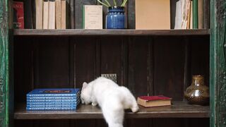 Funnyfuzzy - a cat jumping on the book shelves | Trending HD Video