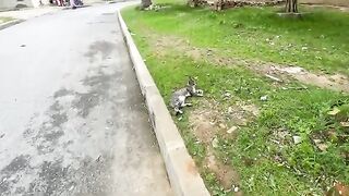 This friendly teenage cat loves to play and get tasty food.