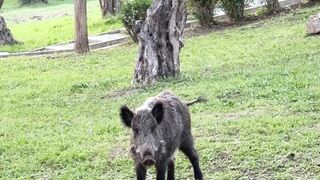 Stuffed Animal - wild boar in natural habitat outdoors | Trending HD Video