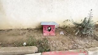 Angry mother cat trying to protect her kittens from us.