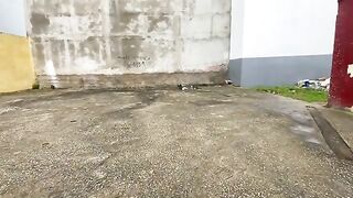 Two cute hungry kittens eating fish scraps.