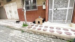 Mother cat and her cute kittens have a beautiful home.
