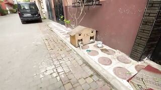 The sweet mama cat and her kittens need treatment and delicious food.