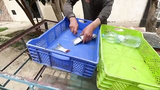 I think these cats were happy to eat fish instead of canned food.