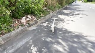 This cat is very calm and just wants some attention and tasty food.