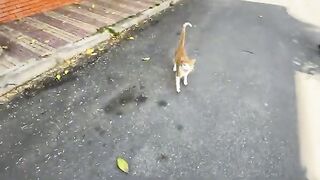 Ginger the cat is asking for food but doesn't want to be petted.
