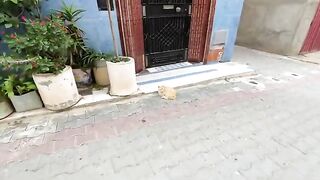Ginger cat asks me for a hug and delicious food.