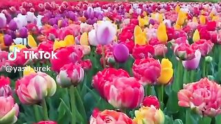 Tulips flowers