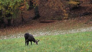 Animal Farm - id | Trending HD Video