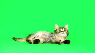 Funnyfuzzy - id | Trending HD Video