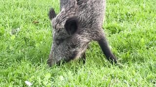 Animale - wild boar grazing in lush green field | Trending HD Video