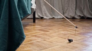 Funnyfuzzy - playing catch the bait with a cat | Trending HD Video