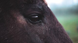 Stuffed Animal - close up footage of a horse eye | Trending HD Video