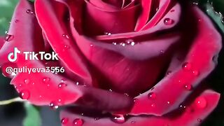 Beautiful flowers