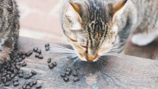 Animal breed - tabby cat eating cat food | Trending HD Video