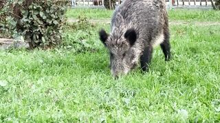 Stuffed Animal - wild boar grazing in urban park setting | Trending HD Video