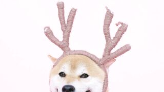 Funnyfuzzy - cute dog with antlers headband | Trending HD Video
