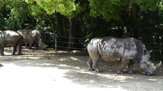 Animal breed - rare animal rhino | Trending HD Video