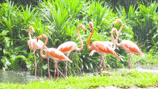 Animale - id | Trending HD Video