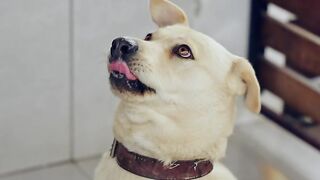 Stuffed Animal - a yellow dog sitting on the floor with its mouth open | Trending HD Video