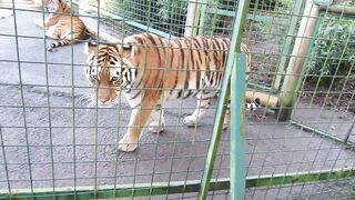 Animale - video of tigers in a cage | Trending HD Video