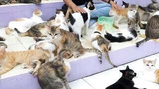 Heboh Wanita dan Suaminya Rawat Ribuan Kucing di Rumah