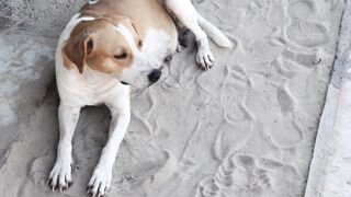 Animale - dog | Trending HD Video