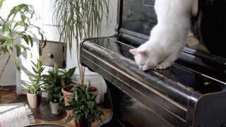 Funnyfuzzy - a cat jumping down from the piano | Trending HD Video