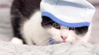 Animale - cat looking shy while on gray bed | Trending HD Video