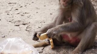 Animale - a monkey eating cookies from a plastic bag | Trending HD Video