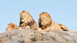 Animale - id | Trending HD Video