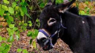 Animal breed - id | Trending HD Video
