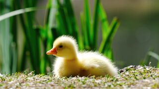 Animal - id | Trending HD Video