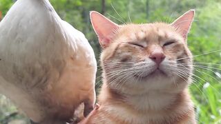Stuffed Animal - angery orange cat with duck | Trending HD Video