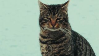 Animal breed - serene cat sitting by the seaside | Trending HD Video