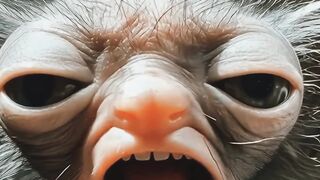He Really Enjoyed That Snack Right in Your Face ???? | Funny Animal Moment