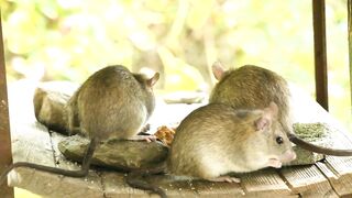 Animal breed - id | Trending HD Video