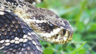 Animale - id | Trending HD Video