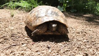 Stuffed Animal - tortoise inside shell | Trending HD Video