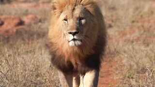 Stuffed Animal - majestic lion walking in african savannah | Trending HD Video
