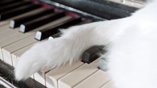 Funnyfuzzy - close up footage of white cat s tail | Trending HD Video