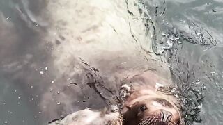 Animal breed - sea lions playing with each other | Trending HD Video