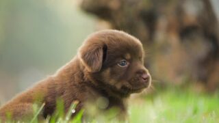 Animal breed - id | Trending HD Video