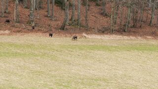 Animale - id | Trending HD Video