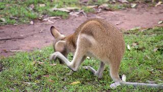 Animale - id | Trending HD Video